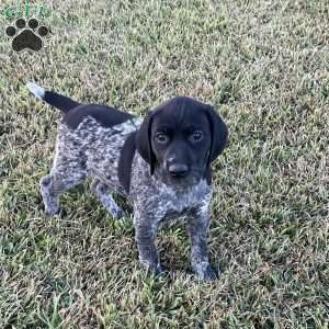Brenna, German Shorthaired Pointer Puppy
