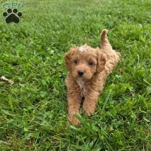 Katie, Cavapoo Puppy