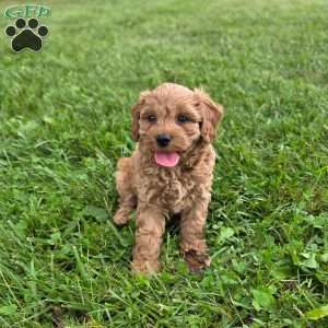 Kaira, Cavapoo Puppy