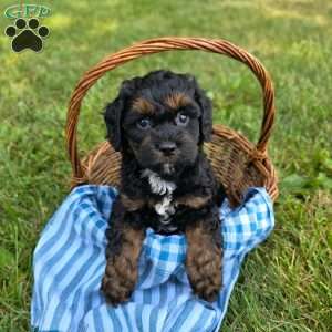 Kenny, Cavapoo Puppy