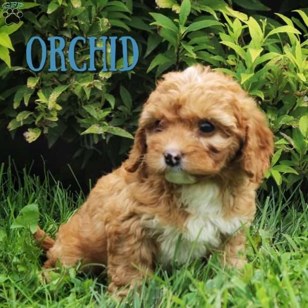 Orchid, Cavapoo Puppy