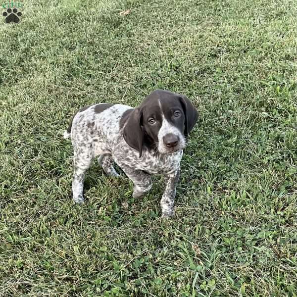 Remington, German Shorthaired Pointer Puppy