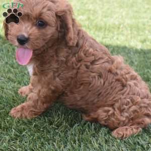Cody, Cavapoo Puppy