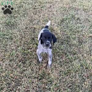 Lincoln, German Shorthaired Pointer Puppy