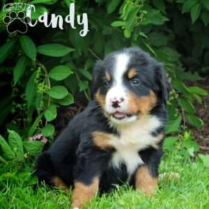 Candy, Bernese Mountain Dog Puppy