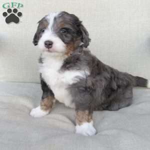 Samson, Mini Bernedoodle Puppy