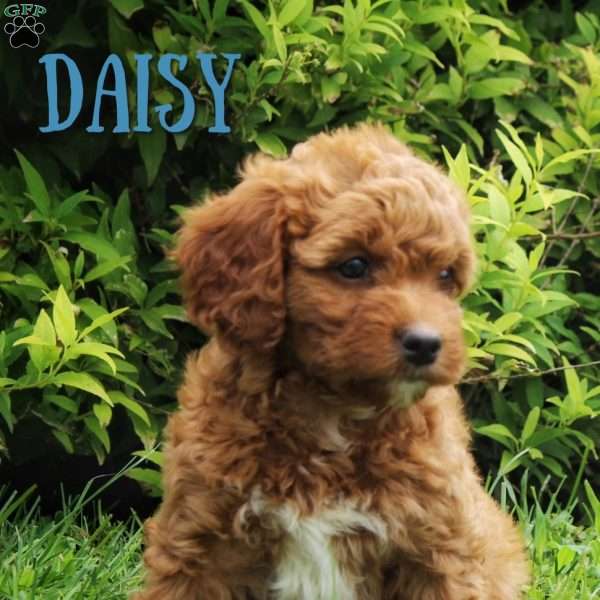 Daisy, Cavapoo Puppy