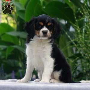 Anderson, Cavachon Puppy
