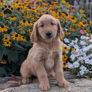 Frisky, Golden Retriever Puppy