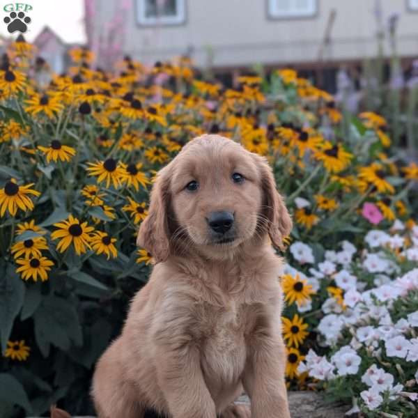 Frisky, Golden Retriever Puppy