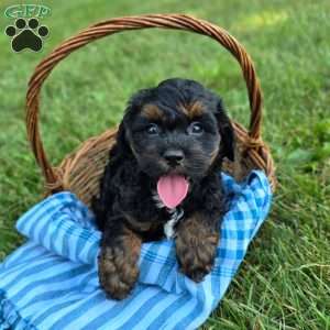 Kenny, Cavapoo Puppy
