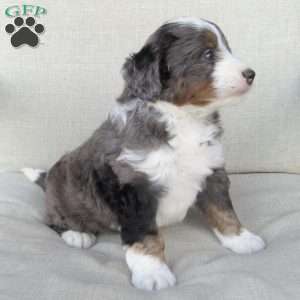 Samson, Mini Bernedoodle Puppy