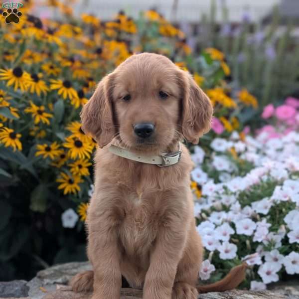 Fancy, Golden Retriever Puppy