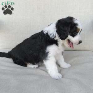 Hazel, Mini Bernedoodle Puppy
