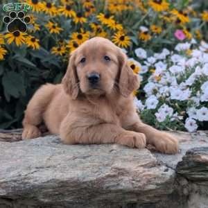 Flower, Golden Retriever Puppy