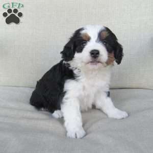 Hazel, Mini Bernedoodle Puppy