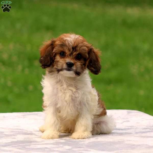 Abbey, Cavachon Puppy