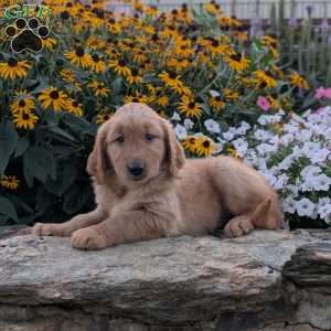 Frisky, Golden Retriever Puppy