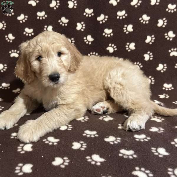 TRUFFLES, Goldendoodle Puppy