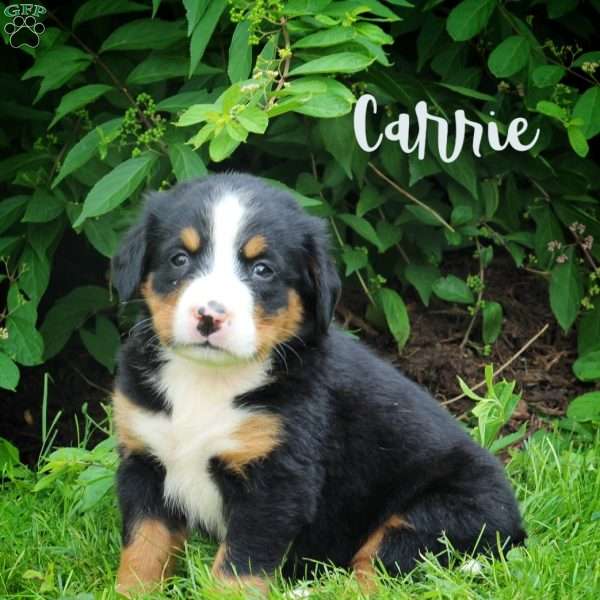 Carrie, Bernese Mountain Dog Puppy