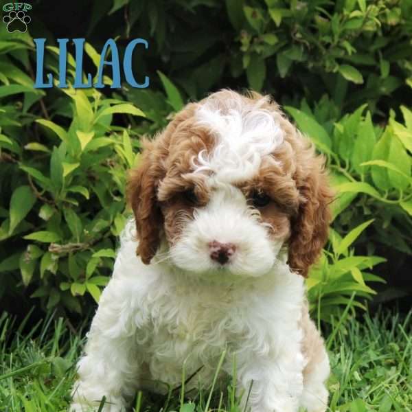 Lilac, Cavapoo Puppy