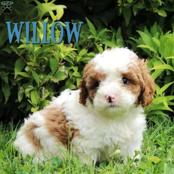 Willow, Cavapoo Puppy