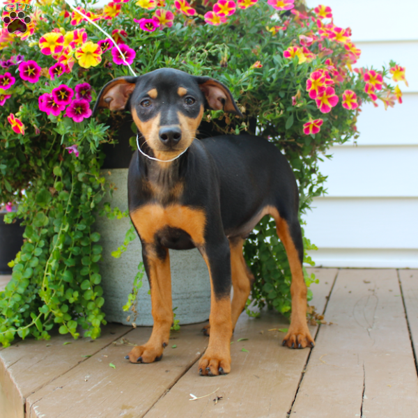 Sparky, Miniature Pinscher Puppy