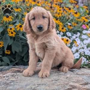 Frisky, Golden Retriever Puppy