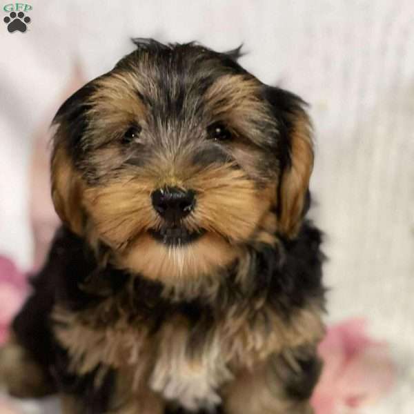 Caleb, Shorkie Puppy