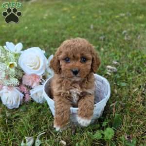 Kya, Cavapoo Puppy
