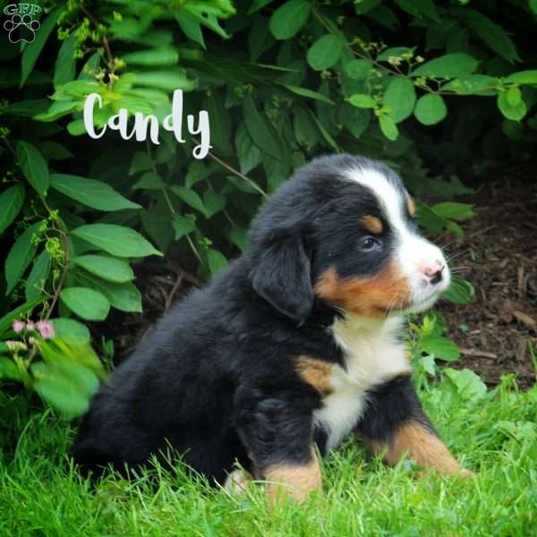 Candy, Bernese Mountain Dog Puppy
