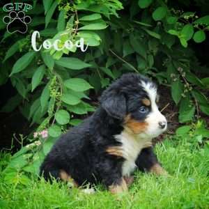 Cocoa, Bernese Mountain Dog Puppy