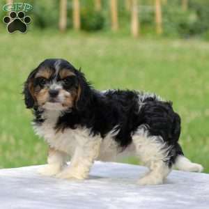 Alexa, Cavachon Puppy