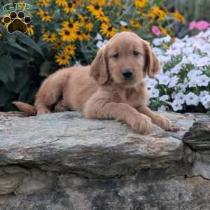 Fancy, Golden Retriever Puppy