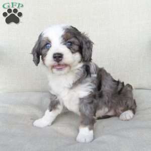 Gigi, Mini Bernedoodle Puppy