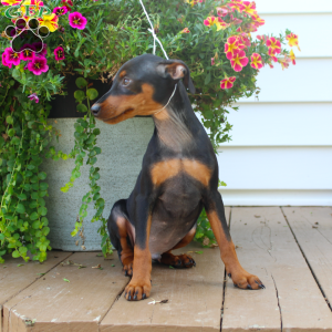 Spike, Miniature Pinscher Puppy