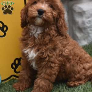 Cody, Cavapoo Puppy
