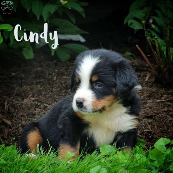 Cindy, Bernese Mountain Dog Puppy