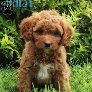 Daisy, Cavapoo Puppy