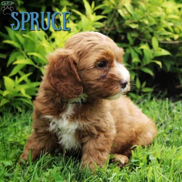 Spruce, Cavapoo Puppy