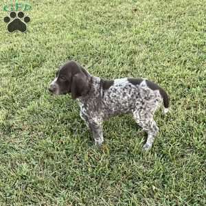 Remington, German Shorthaired Pointer Puppy
