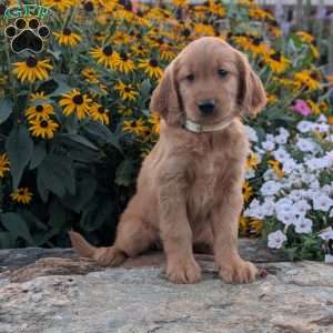 Fancy, Golden Retriever Puppy