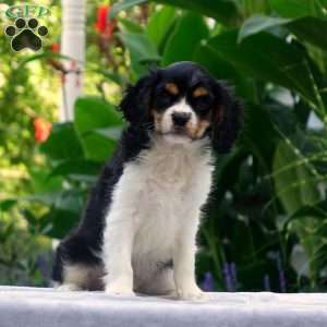Anderson, Cavachon Puppy