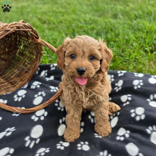 Kaira, Cavapoo Puppy