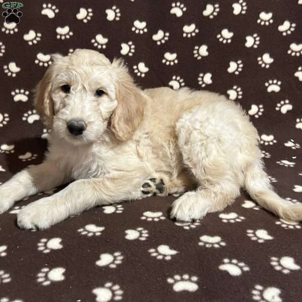 TOFFEE, Goldendoodle Puppy