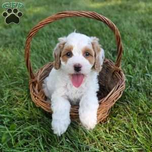 Kaden, Cavapoo Puppy
