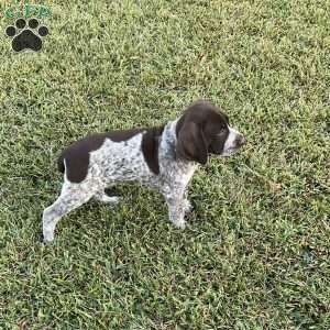 Bailey, German Shorthaired Pointer Puppy