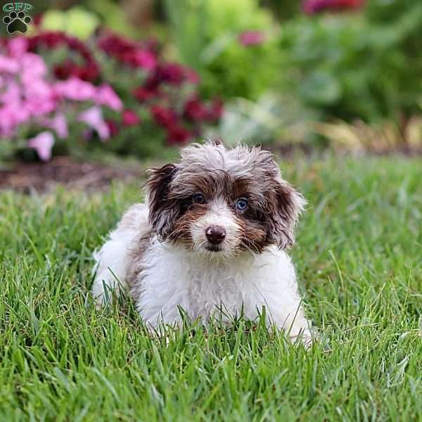 Logan, Cavapoo Puppy