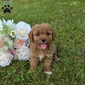 Kya, Cavapoo Puppy