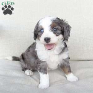 Gigi, Mini Bernedoodle Puppy